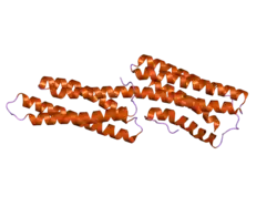 2gww: Human vinculin (head domain, Vh1, residues 1-258) in complex with Shigella's IpaA vinculin binding site (residues 602-633)