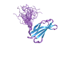 2h45: Solution structure of the second type III domain of human Fibronectin: ensemble of 25 structures
