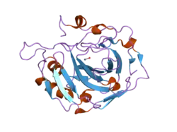 2hfw: Structural and kinetic analysis of proton shuttle residues in the active site of human carbonic anhydrase III
