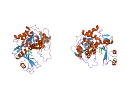 2i6b: Human Adenosine Kinase in Complex with An Acetylinic Inhibitor
