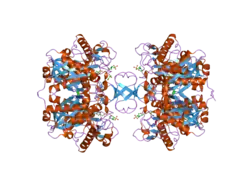 2ib9: Crystallographic and kinetic studies of human mitochondrial acetoacetyl-CoA thiolase (T2): the importance of potassium and chloride for its structure and function