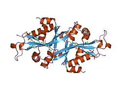 2jev: CRYSTAL STRUCTURE OF HUMAN SPERMINE,SPERMIDINE ACETYLTRANSFERASE IN COMPLEX WITH A BISUBSTRATE ANALOG (N1-ACETYLSPERMINE-S-COA).