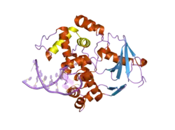 2noi: Structure of G42A human 8-oxoguanine glycosylase crosslinked to undamaged G-containing DNA