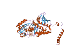 2nz2: Crystal structure of human argininosuccinate synthase in complex with aspartate and citrulline
