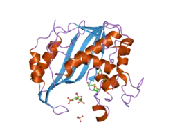 2onb: Human Thymidylate Synthase at low salt conditions with PDPA bound