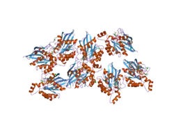 2ov2: The crystal structure of the human RAC3 in complex with the CRIB domain of human p21-activated kinase 4 (PAK4)