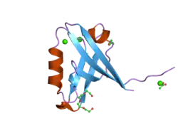 2pkt: Crystal structure of the human CLP-36 (PDLIM1) bound to the C-terminal peptide of human alpha-actinin-1