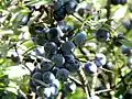 Blackthorn (Prunus spinosa)