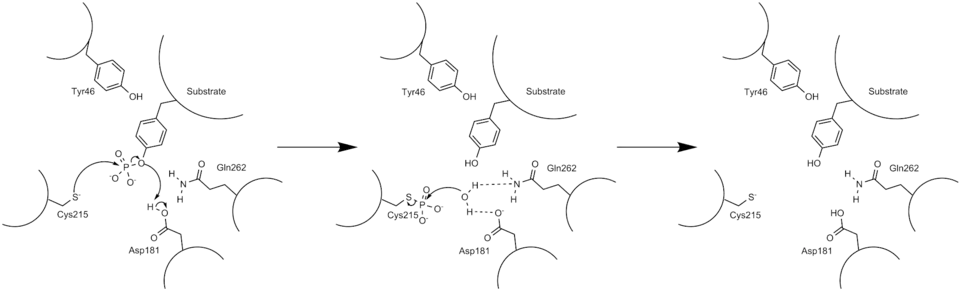 Arrow pushing mechanism of PTP1B phosphatase activity.