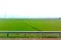 Paddy fields near Annavaram