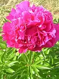 The double-flowered peony cultivar 'Linné'[35][36]
