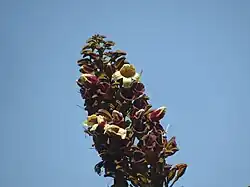 Close up of the flower panicle