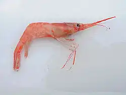 Northern prawn