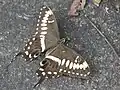 Papilio ophidicephalus transvaalensis