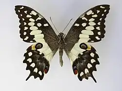 Madagascan emperor swallowtail, Papilio morondavana