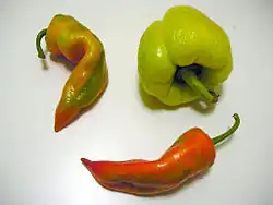 The various shapes and colours of the peppers used to prepare paprika