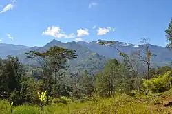 Low density trees emerging from grassland with mountains in the background with patchy forest cover