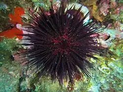 Paracentrotus lividus (Camarodonta)