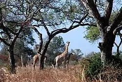Image 6Giraffes in Waza National Park (from Tourism in Cameroon)