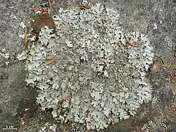 Parmelioid (Parmelia saxatilis)