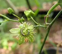 Flor de pasión (Passiflora suberosa)