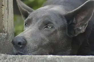 Blue mixed-breed dog
