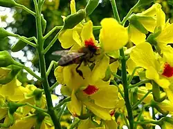 Bee in flower, Botanical Garden, São Paulo
