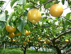 Nashi pear (Pyrus pyrifolia) typical for Asian countries