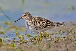 Playero manchado (Calidris melanotos)