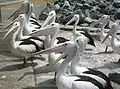 Pelican gather at the public boat ramp in Tuncurry