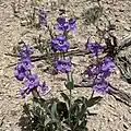 Flowers of Penstemon mucronatus
