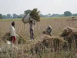 People working in farms