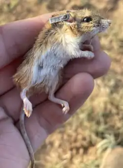 Brown and white long-tailed rat