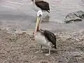 Peruvian pelican in Pan de Azúcar National Park, Chile