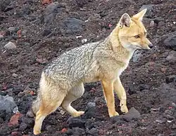 Lycalopex culpaeus reissii (Hilzheimer, 1906)