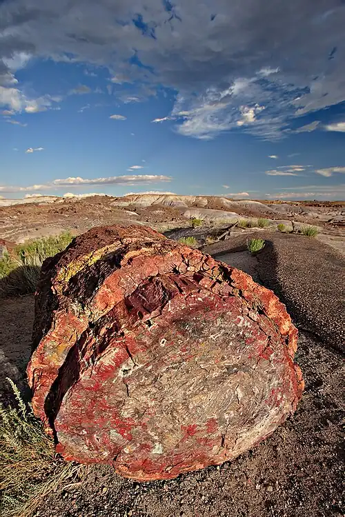 Image 32Petrified log at Petrified Forest National Park, by Moondigger (from Wikipedia:Featured pictures/Sciences/Geology)