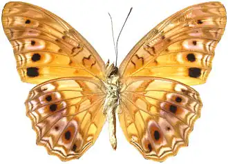 P. e. eurytis, ventral view Cameroon