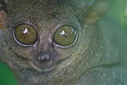 Philippine tarsier