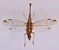 Pibrocha egregia