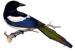 Eurasian magpie by Wilhelm von Wright