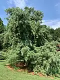 Pinus strobus 'Pendula'