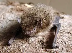 Brown bat