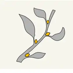 The axillary buds are highlighted in yellow.