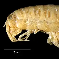 A preserved specimen of Platorchestia platensis, the first species of the genus to be described