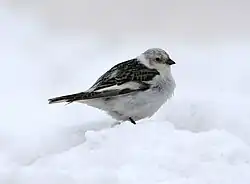 Snow bunting Plectrophenax nivalis snespurv