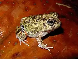 Colombian four-eyed frog, Pleurodema brachyops
