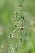 Loose, whorled green panicle, much branched, 15&nbsp;cm (6 in.) long