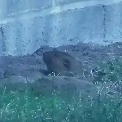 Brown gopher head