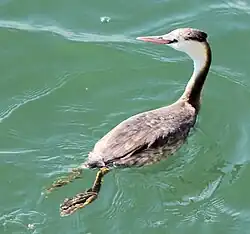 Great crested grebe (Podiceps cristatus) in winter, with a reduced crest