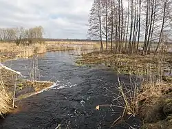 A small channel of water in the late fall or winter, surrounded by brown marsh-like vegetation